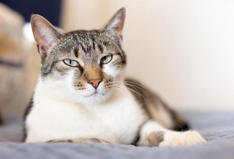 פנסיון Taunton Manor