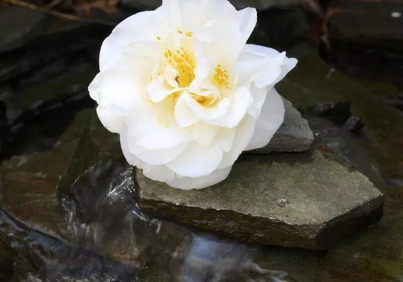 هتل The Bellmoor Inn And Spa