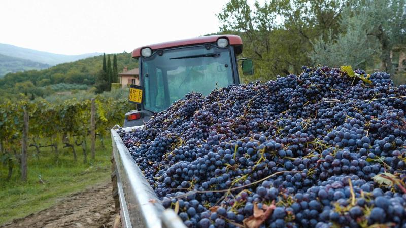 Bed and Breakfast Terre Di Baccio