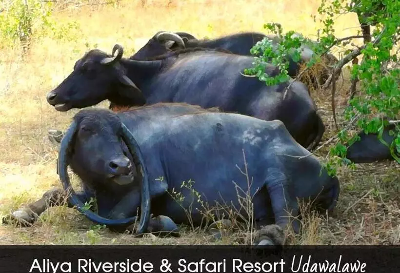 هاستل Aliya Riverside & Safari Resort