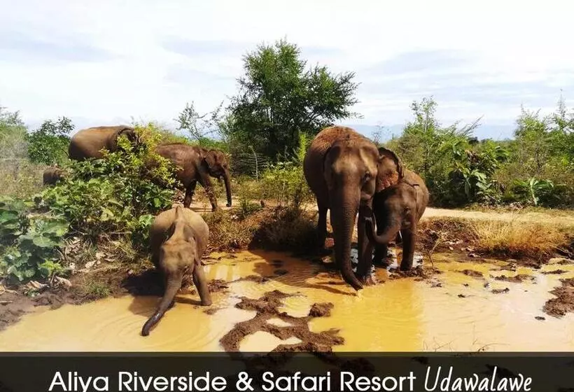 هاستل Aliya Riverside & Safari Resort