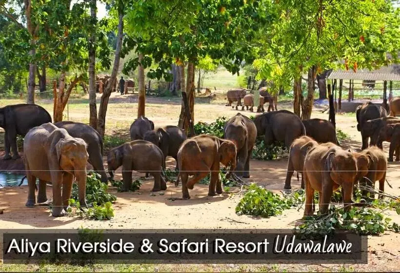 هاستل Aliya Riverside & Safari Resort
