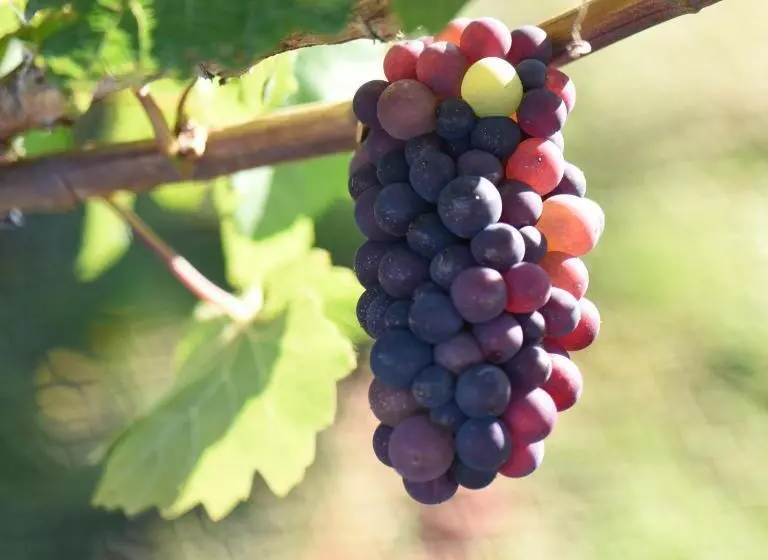 Aamiaismajoitus (B&B) Grey Ridge Vineyard Experience