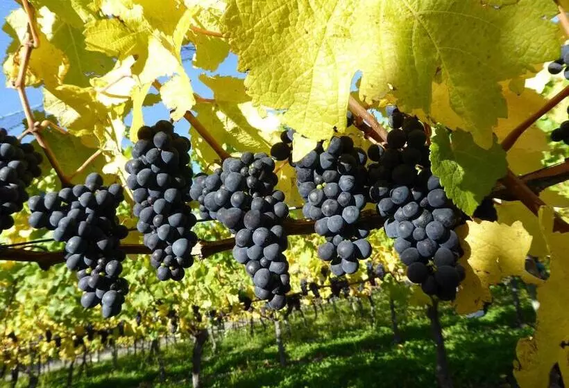 Aamiaismajoitus (B&B) Grey Ridge Vineyard Experience