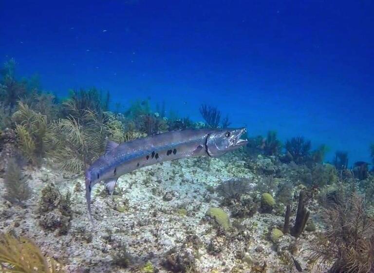 ユースホステル Posada Salt Creek