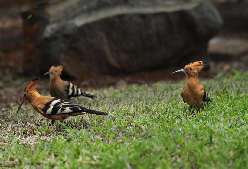 Pensió A Knights Rest Guesthouse