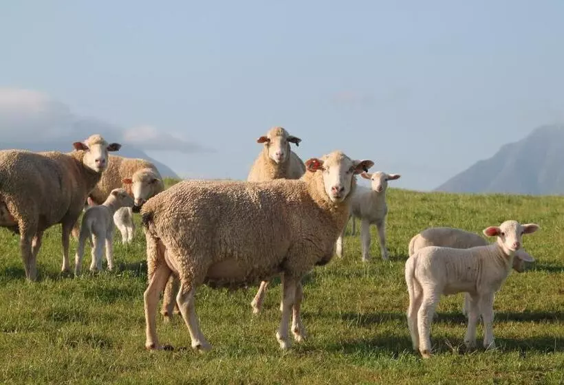 ホテル Kweekkraal Guest Farm
