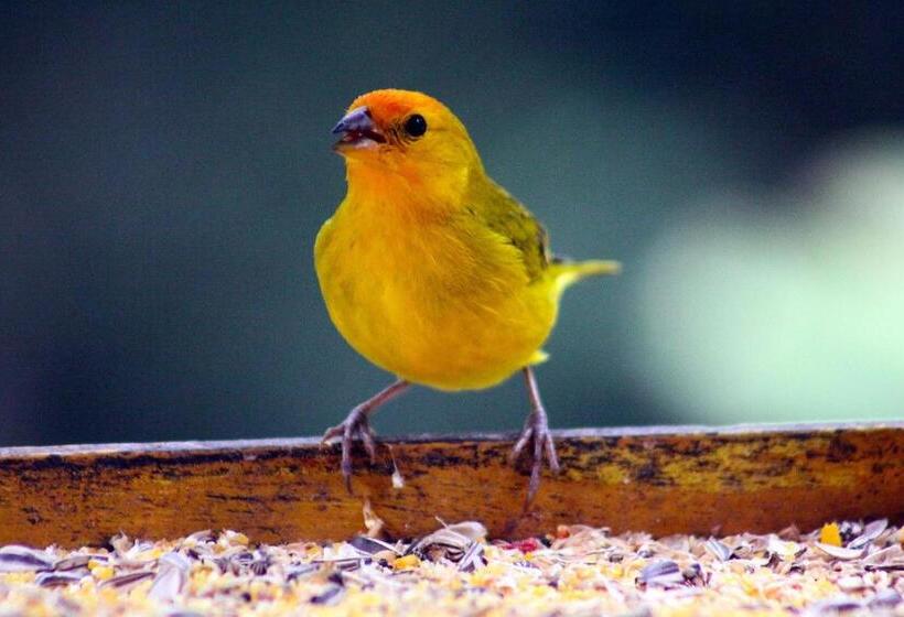 Pensjonat Estalagem Spiller