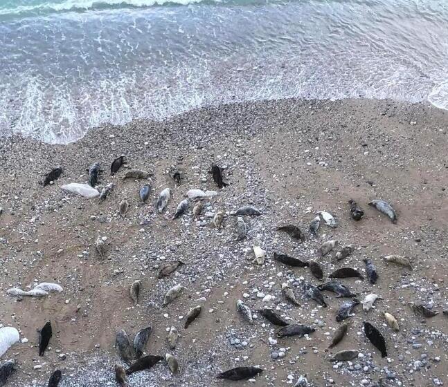 膳宿费 Mulberry House