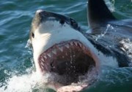 Villa Ocean Crest B&b