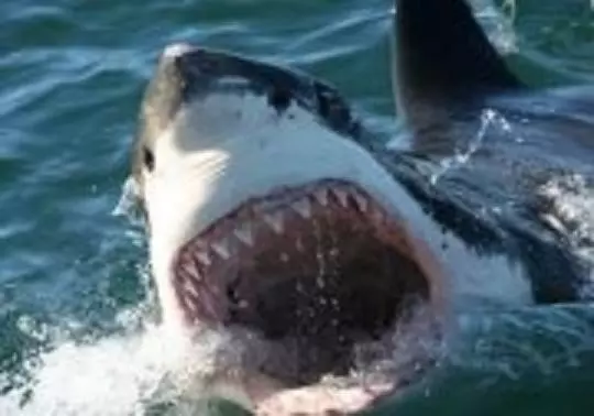 Villa Ocean Crest B&b