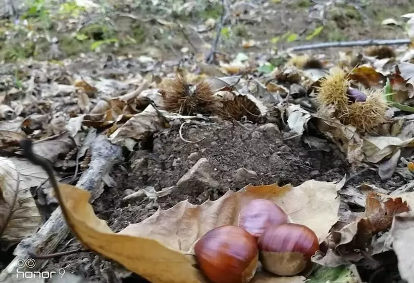 Aamiaismajoitus (B&B) Tetto Verde