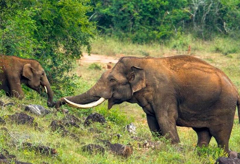 בית מלון כפרי Abirami