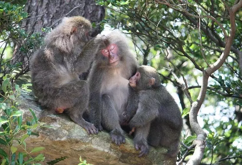 Minshuku Maetakeso   Hostel