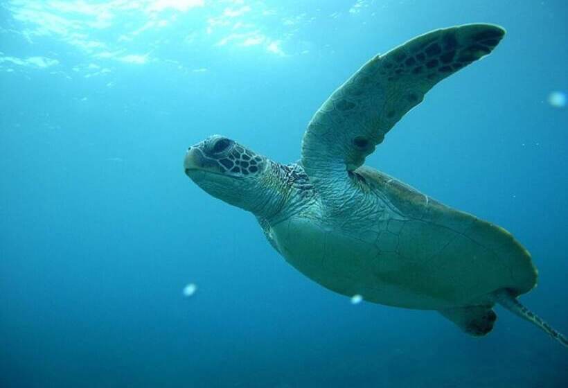 Minshuku Maetakeso   Hostel