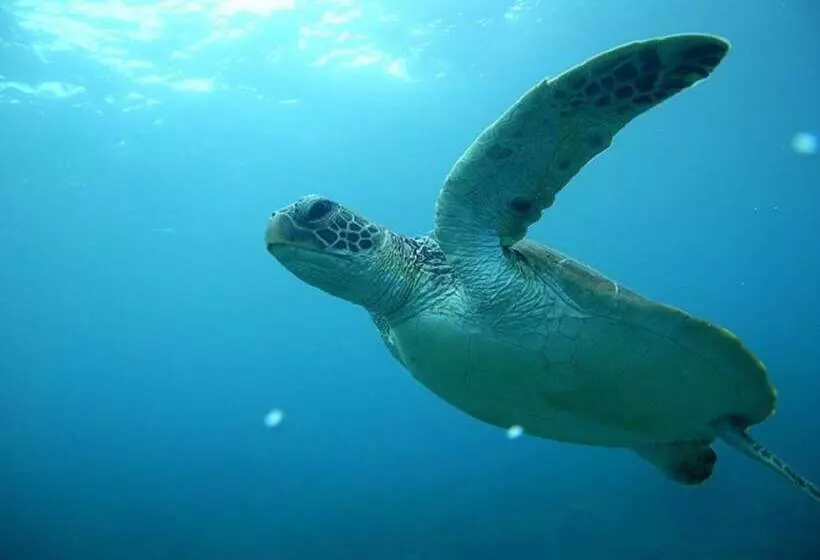 Minshuku Maetakeso   Hostel