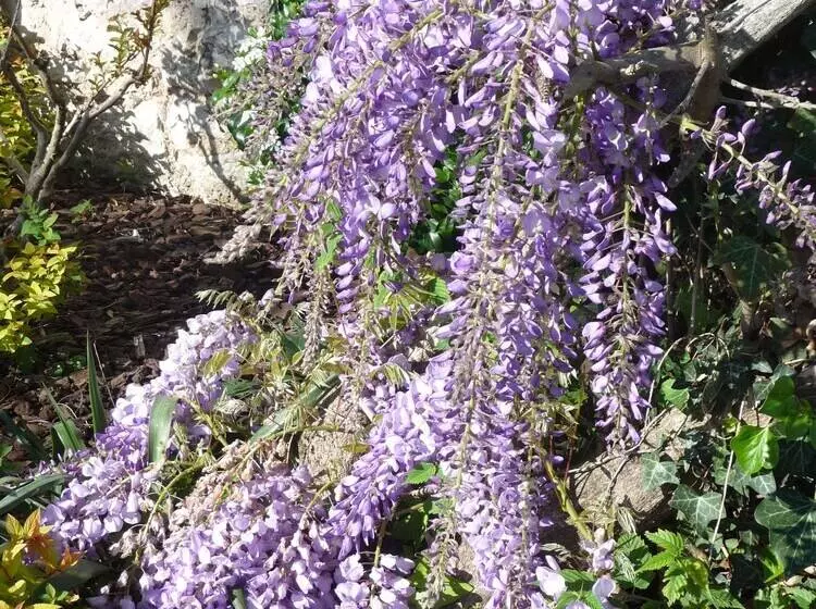 Majatalo Domaine De Grande Font