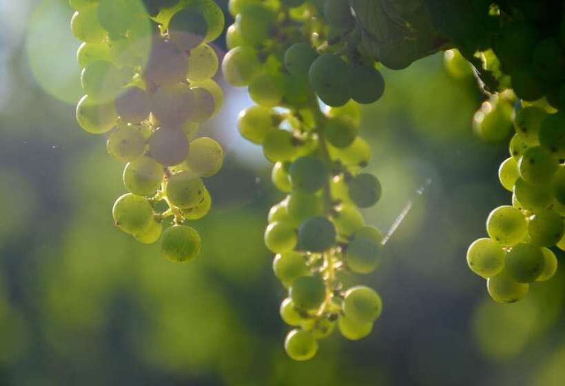 膳宿费 Domaine De Grande Font