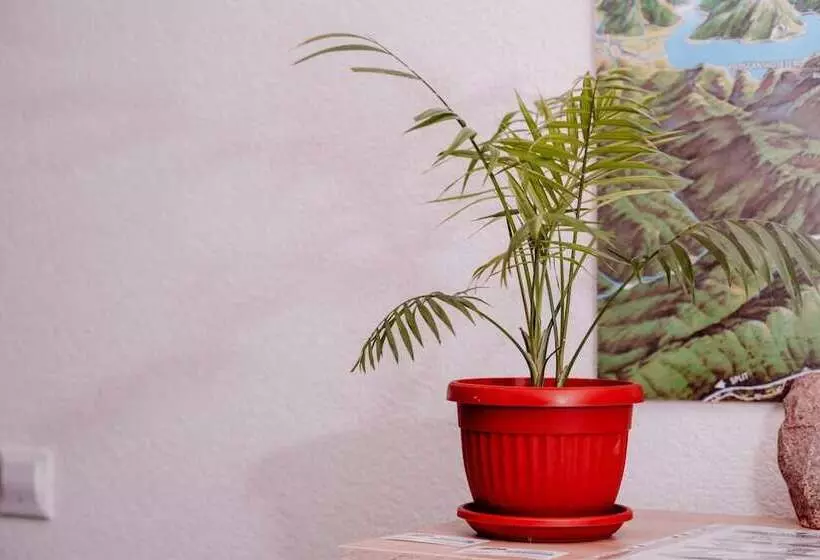 Majatalo House Karakas