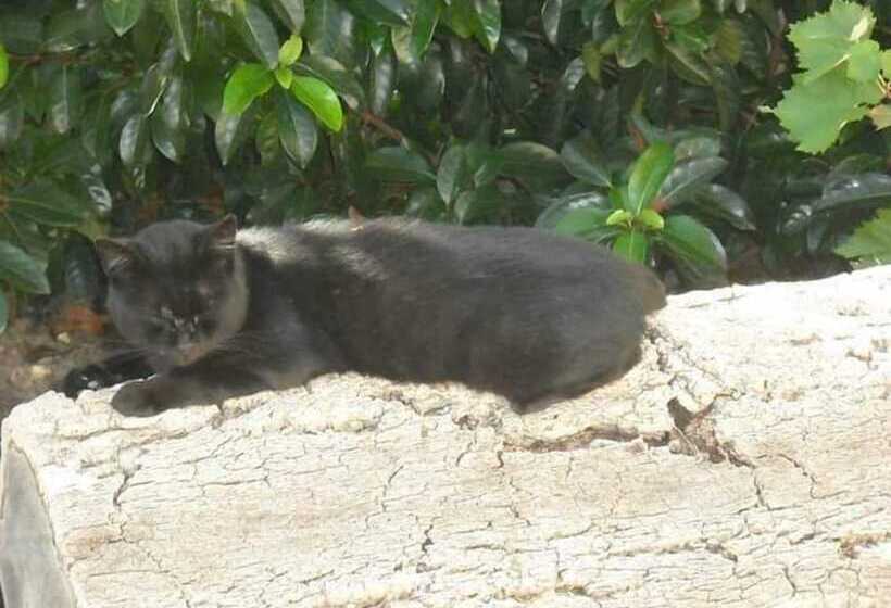 B&b Casa Museo Elio Romano