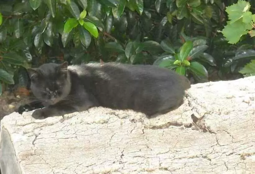 B&b Casa Museo Elio Romano