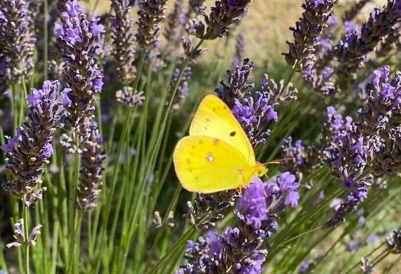 B&b L Escalade En Lubéron