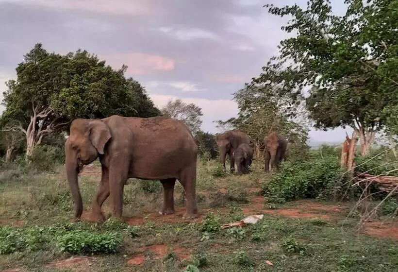Hotelli Elephant Lodge