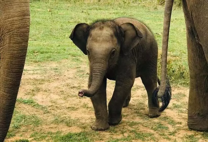 Hotelli Elephant Lodge