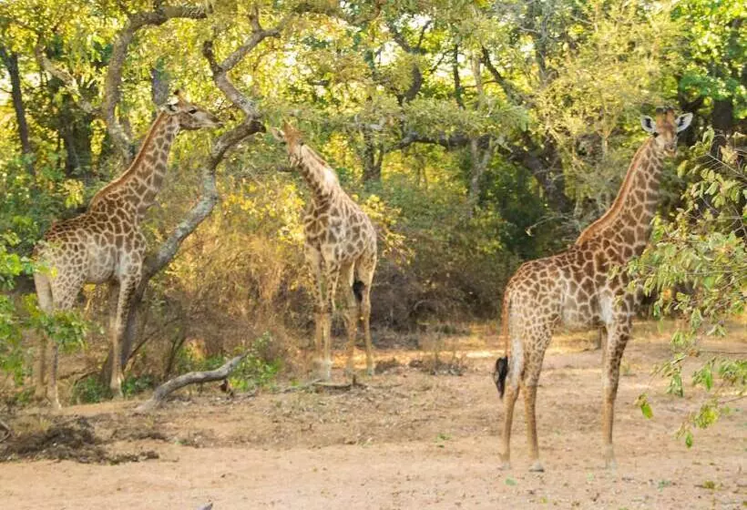ホテル Abelana Safari Camp