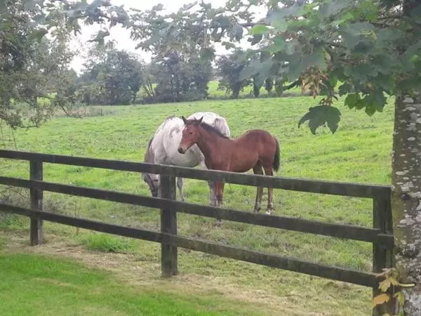 ベッドアンドブレックファースト Bealkelly Country House