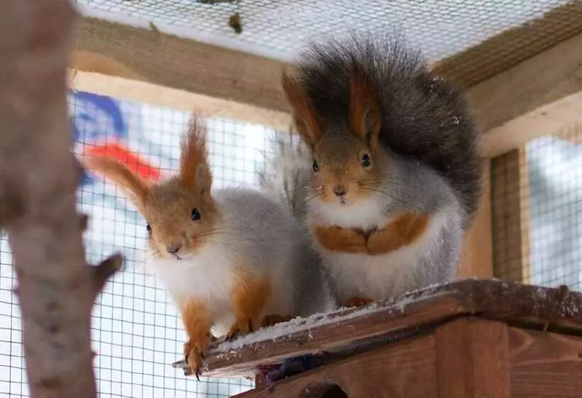 Shishki Na Lampushke   Bavarsky Khutor