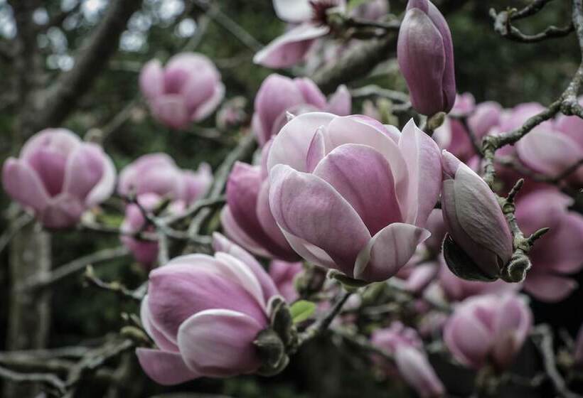 Casa Do Pico Da Pedra
