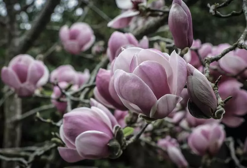 Casa Do Pico Da Pedra
