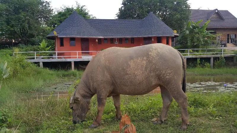 ホテル Khemmarat Baandin Resort