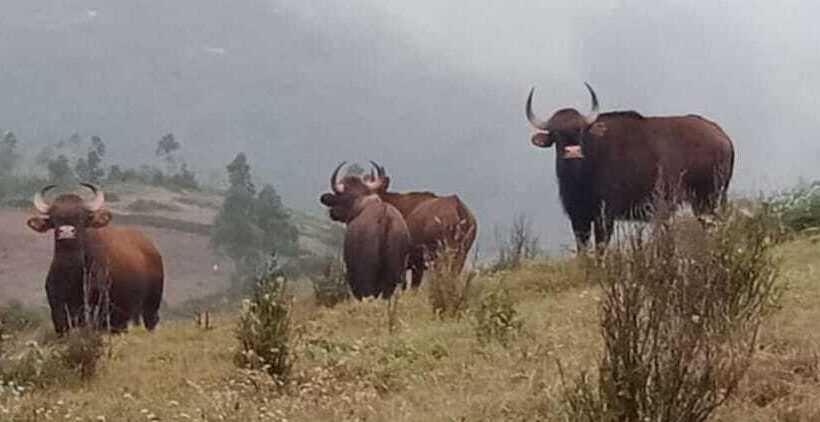 אתר נופש Vridhavan Mist City