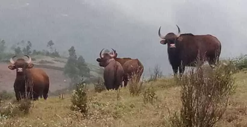 Resort Vridhavan Mist City