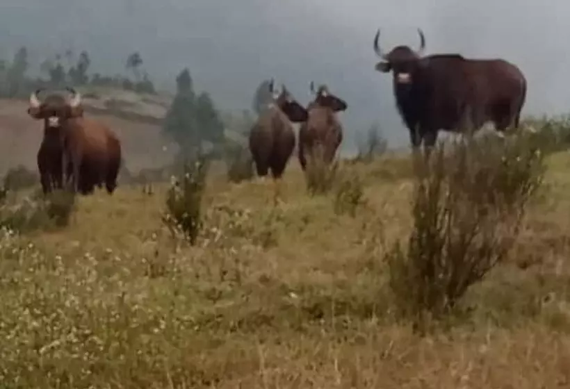 Resort Vridhavan Mist City