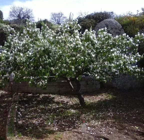 ベッドアンドブレックファースト La Collina Dei Ciliegi