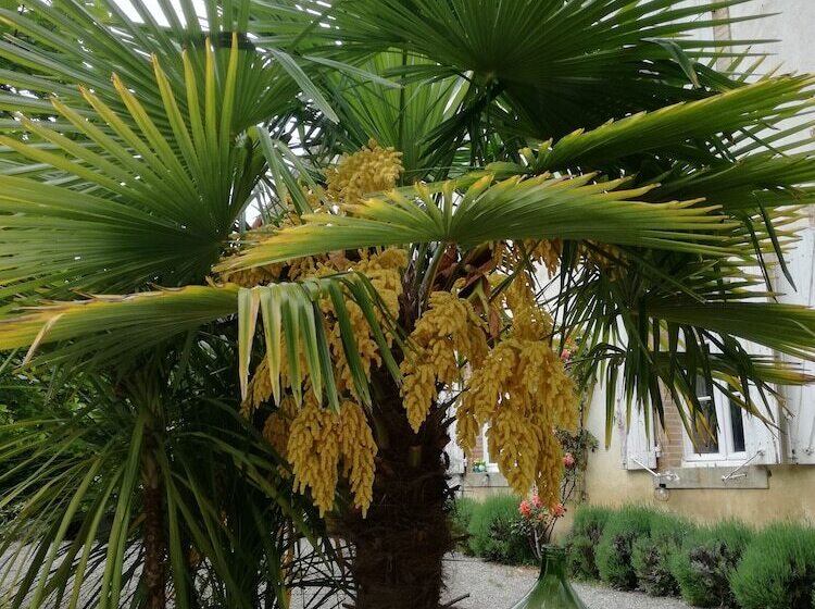 بنسيون Mon Petit Soulié