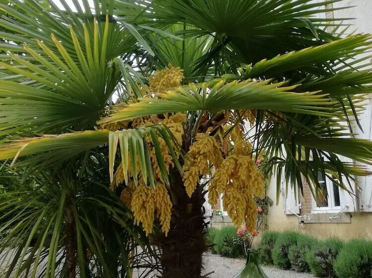 Majatalo Mon Petit Soulié