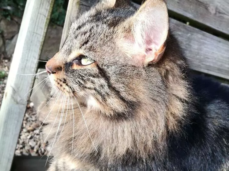 Majatalo Mon Petit Soulié