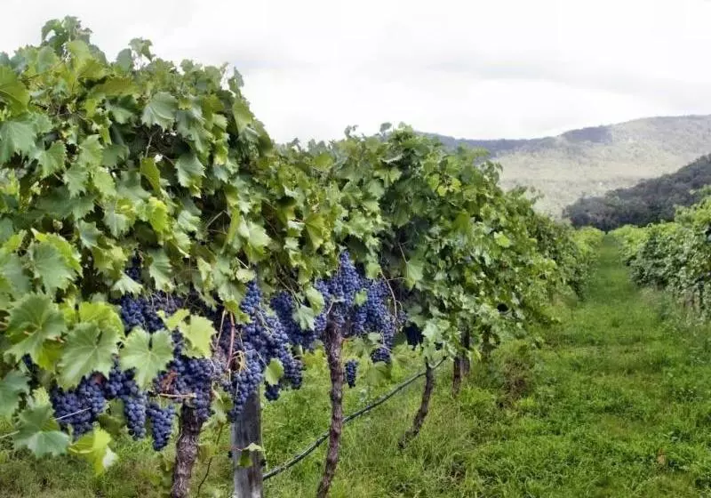 Ascella Organic Wine
