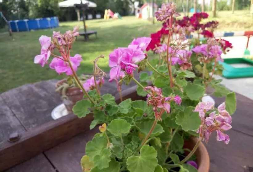 Aamiaismajoitus (B&B) La Rosa Tra Le Vigne