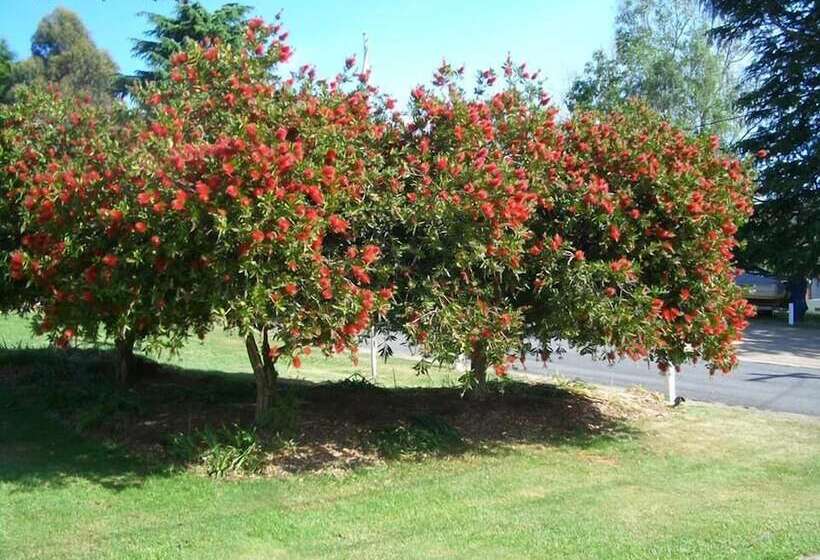 Курорт Rainbow Pines Tourist Caravan Park