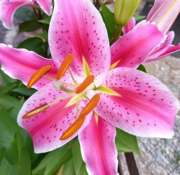 Majatalo Domaine De Fontenelay