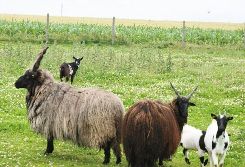 بنسيون Le Domaine Des Platanes