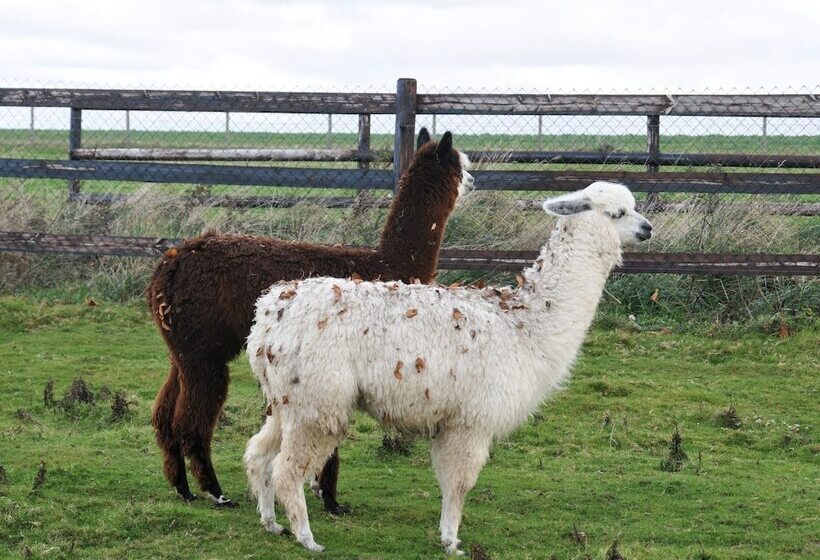 بنسيون Le Domaine Des Platanes