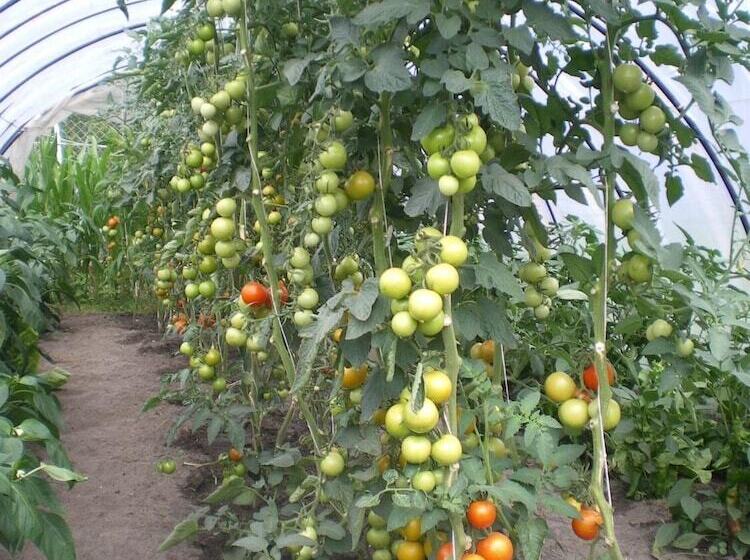 فندق Märkischheide Gmbh