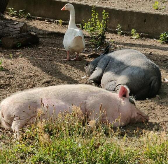 Le Mas Du Galibot Chambre Cambalotte