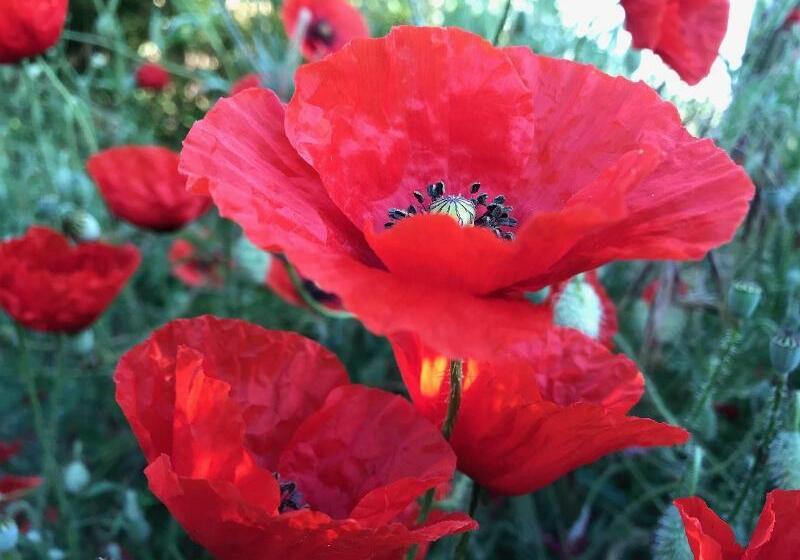 بنسيون Aux Coquelicots Sauvages